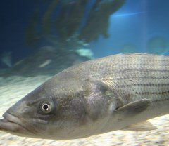 River-of-origin assignment of migratory Striped Bass, with implications for mixed-stock analysis image